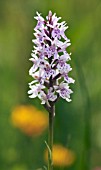 DACTYLORHIZA FUCHSII