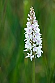 DACTYLORHIZA MACULATA