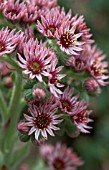 SEMPERVIVUM TECTORUM