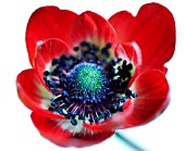 ANEMONE CORONARIA DE CAEN