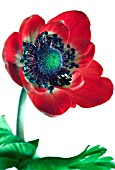 ANEMONE CORONARIA DE CAEN