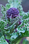 BRASSICA OLERACEA BOTRYTIS ITALICA