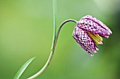 FRITILLARIA MELEAGRIS