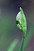 LEUCOJUM AESTIVUM