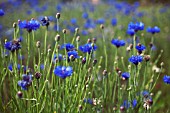 CENTAUREA CYANUS