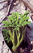 GUNNERA MANICATA