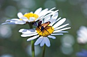 LEUCANTHEMUM VULGARE