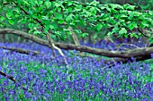 HYACINTHOIDES NON-SCRIPTA