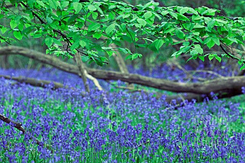 HYACINTHOIDES_NONSCRIPTA