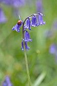 HYACINTHOIDES NON-SCRIPTA