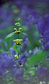 LAMIUM GAIEOBDOLON