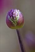 ALLIUM BUD