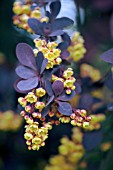 BERBERIS THUNBERGII ATROPURPUREA