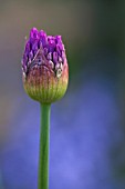 ALLIUM BUD