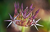 ALLIUM CRISTOPHII