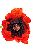 PAPAVER ORIENTALE