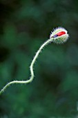 PAPAVER RHOEAS