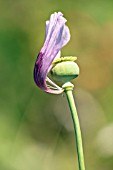 PAPAVER SOMNIFERUM