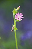 SILENE DIOICA