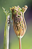 FOENICULUM VULGARE PURPUREUM