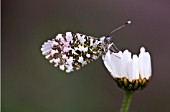 LEUCANTHEMUM VULGARE