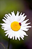 BELLIS PERENNIS