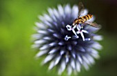 ECHINOPS RITRO