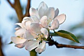 MALUS DOMESTICA WORCESTER PEARMAIN BLOSSOM