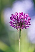 ALLIUM SCHOENOPRASUM