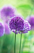 ALLIUM AFLATUNENSE PURPLE SENSATION