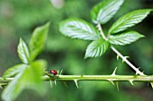 RUBUS FRUTICOSUS