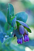 CERINTHE BLUE KIWI