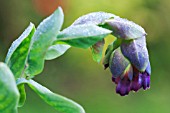 CERINTHE BLUE KIWI