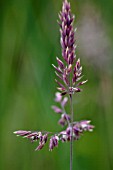 DACTYLIS GLOMERATA