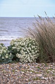 CRAMBE MARITIMA