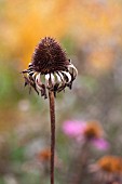 ECHINACEA PURPUREA SEEDHEAD