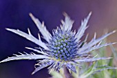 ERYNGIUM X OLIVERIANUM