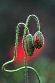 PAPAVER RHOEAS