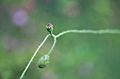 PAPAVER RHOEAS