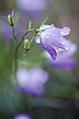 CAMPANULA ROTUNDIFOLIA