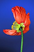 PAPAVER CROCEUM