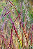 IMPERATA CYLINDRICA RUBRA