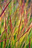 IMPERATA CYLINDRICA RUBRA