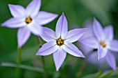 IPHEION UNIFLORUM