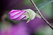 LAVATERA X CLEMENTII ROSEA