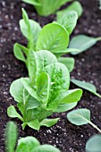 LETTUCE IN ROWS