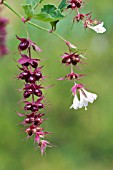 LEYCESTERIA FORMOSA