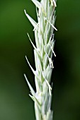 ELYMUS ARENARIUS