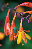 CROCOSMIA X CROCOSMIIFLORA