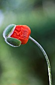 PAPAVER ORIENTALE